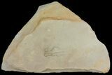 Detailed, Jurassic Brittle Star (Palaeocoma) - Lyme Regis #171241-1